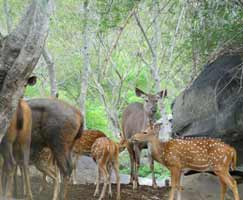 Honeymoon In Karnataka